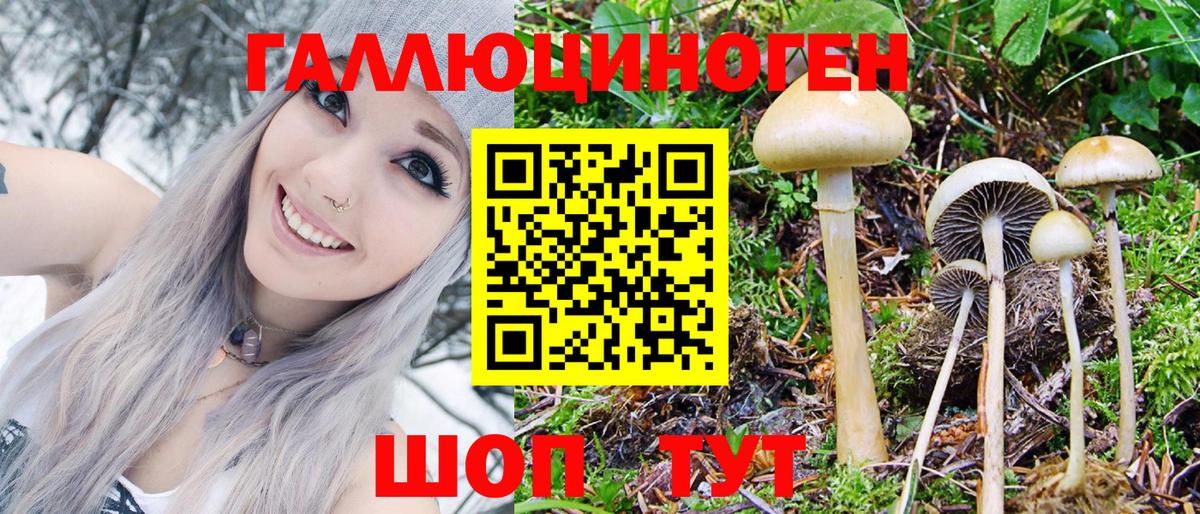 Галлюциногенные грибы Psilocybine cubensis Протвино